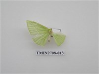 藏品(尺蛾255)的圖片